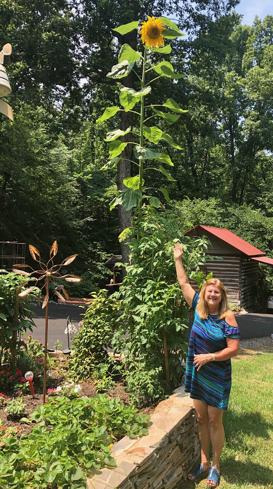 Sunflower